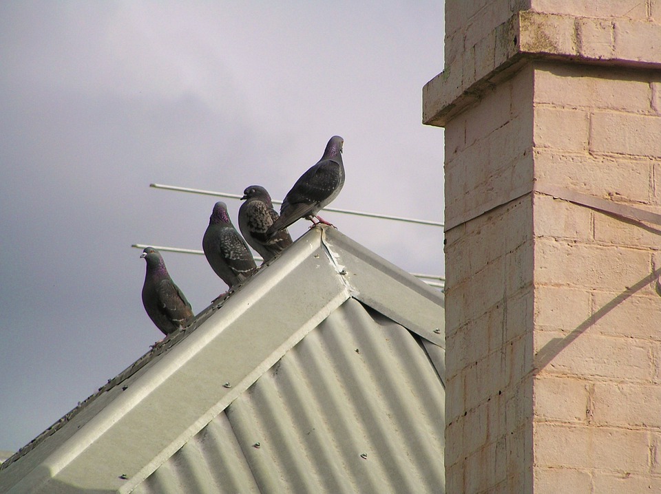 entreprise anti pigeons (pose de pic, filet)